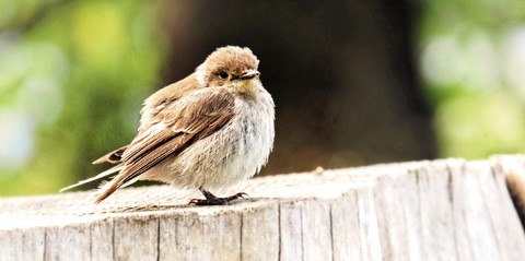 Moineau