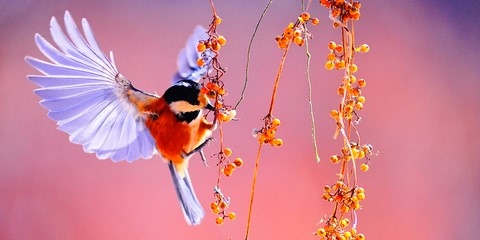 Mésange Charbonnière