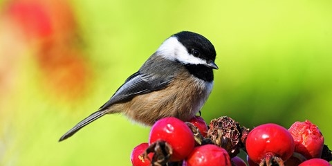 Mésange Noire